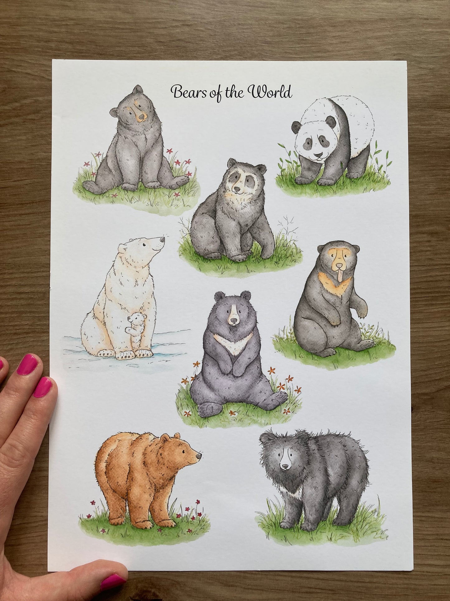 A4 Bears of the World Art Print | With some imperfections