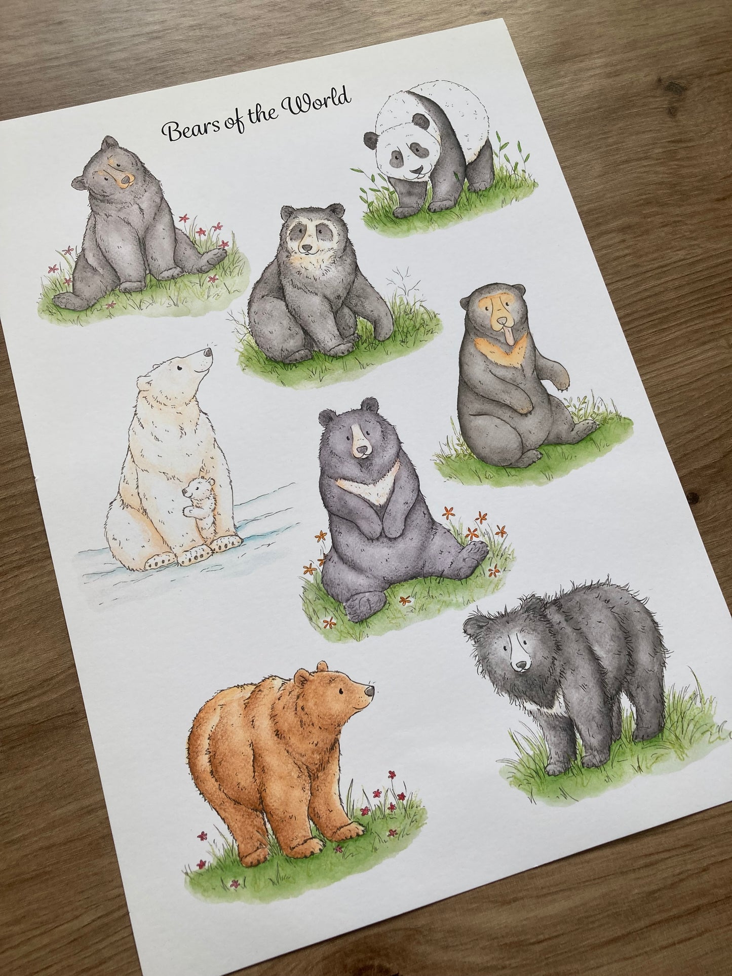 A4 Bears of the World Art Print | With some imperfections
