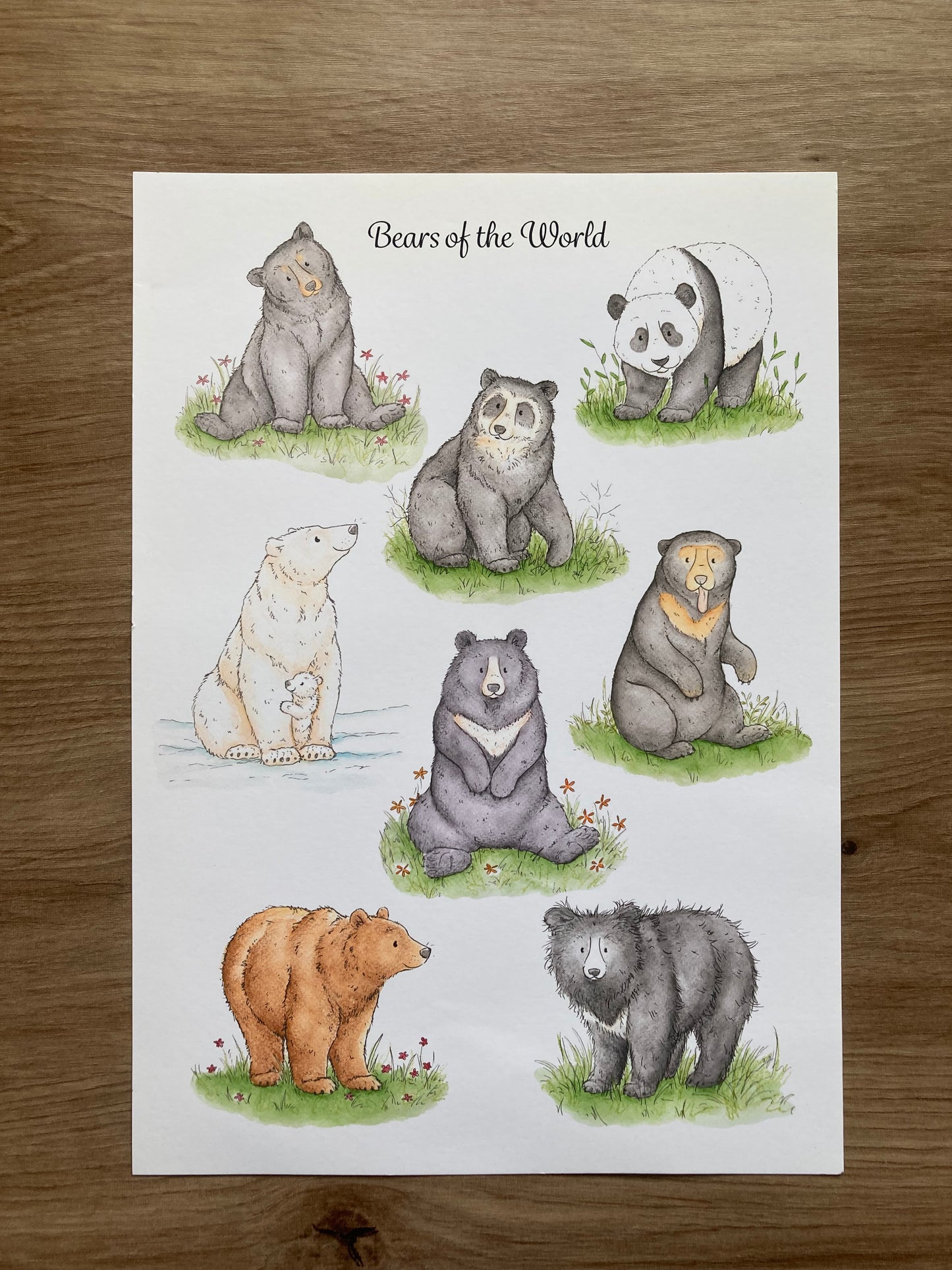 A4 Bears of the World Art Print | With some imperfections
