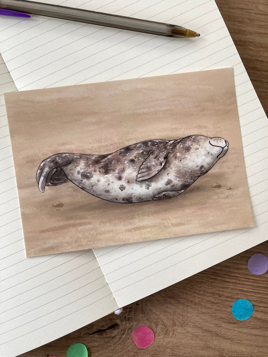Grey Seal Postcard | Cute Seal A6 postcard | Seal Gift