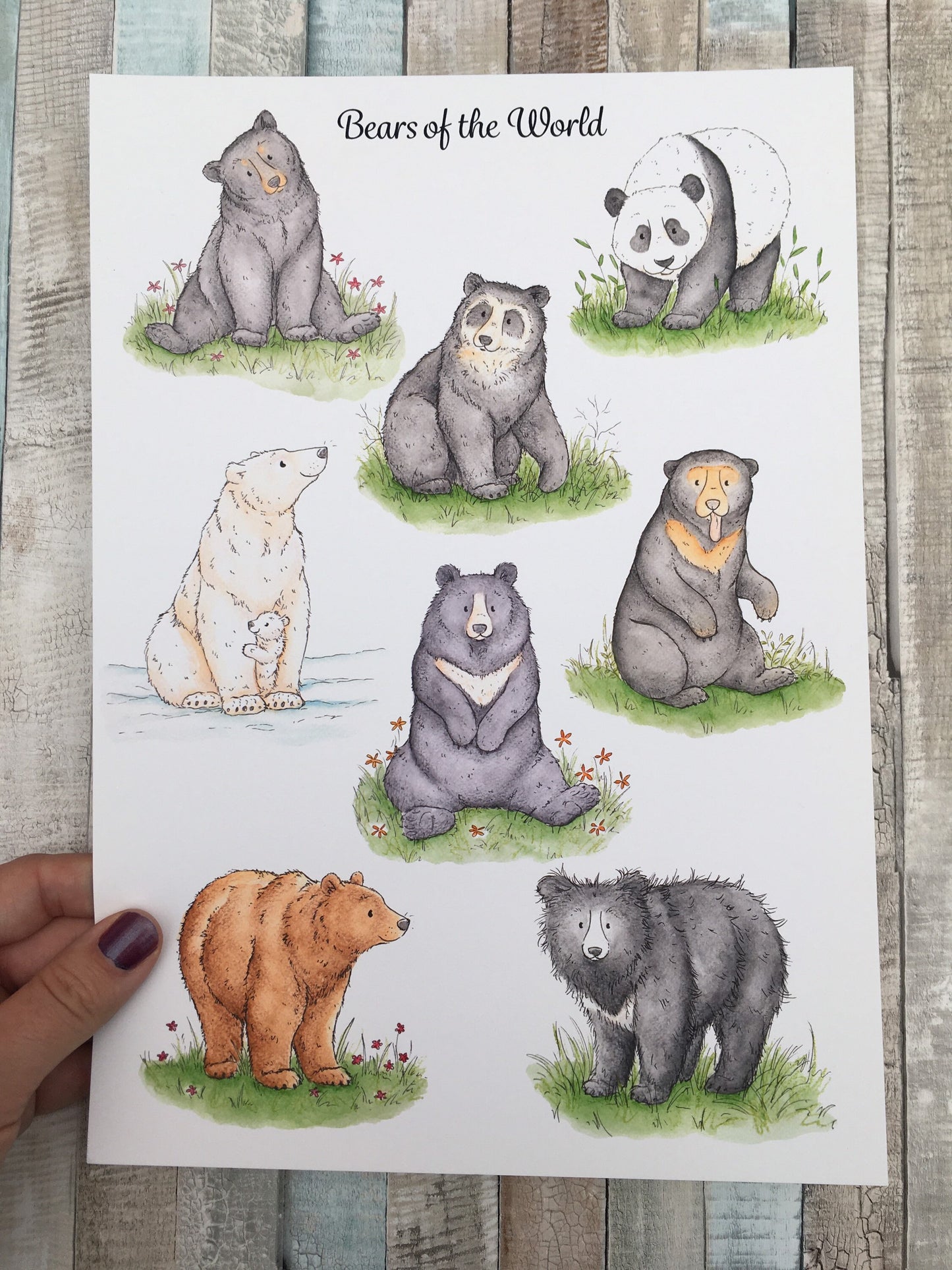 Bears of the World A4 Art Print
