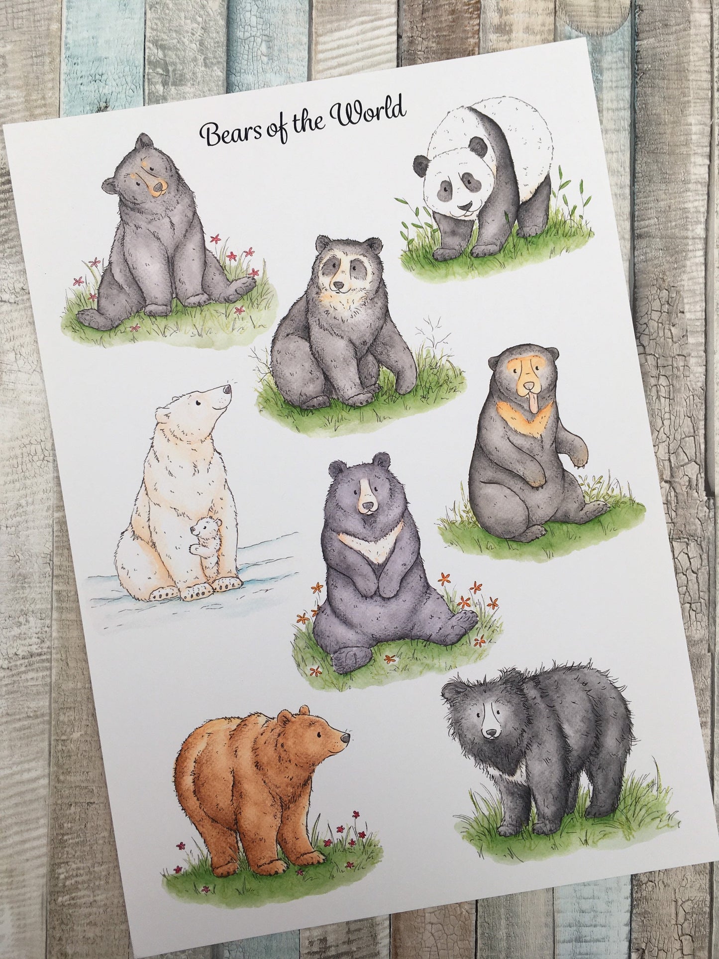 Bears of the World A4 Art Print